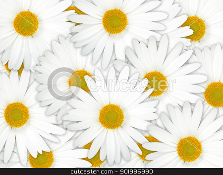 To use this stock image in your creative project, please select the size you need over to the right and click the "Add to Cart" button.
Your downloaded image will come with the Cutcaster watermark removed so don’t worry about the watermark you see on this page. Abstract background of white flowers stock photo, Abstract background of white flowers. Close-up. Studio photography. by Andrey Khritin
