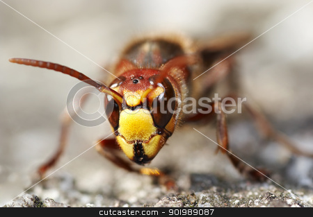 To use this stock image in your creative project, please select the size you need over to the right and click the "Add to Cart" button.
Your downloaded image will come with the Cutcaster watermark removed so don’t worry about the watermark you see on this page. mandibles of the giant hornet stock photo, Closeup of the giant hornet by Siloto