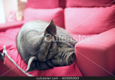 To use this stock image in your creative project, please select the size you need over to the right and click the "Add to Cart" button.
Your downloaded image will come with the Cutcaster watermark removed so don’t worry about the watermark you see on this page. black piggy on sofa stock photo, big black piggy on a pink sofa by Bonzami Emmanuelle