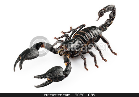 To use this stock image in your creative project, please select the size you need over to the right and click the "Add to Cart" button.
Your downloaded image will come with the Cutcaster watermark removed so don’t worry about the watermark you see on this page. Black scorpio species Heterometrus cyaneus stock photo, Black scorpio species Heterometrus cyaneus from Java island in Indonesia isolated on white background by paulrommer