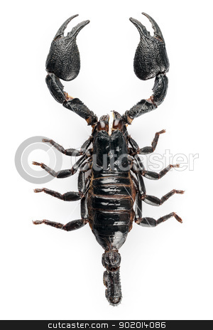 To use this stock image in your creative project, please select the size you need over to the right and click the "Add to Cart" button.
Your downloaded image will come with the Cutcaster watermark removed so don’t worry about the watermark you see on this page. Black scorpio species Heterometrus cyaneus stock photo, Black scorpio species Heterometrus cyaneus from Java island in Indonesia isolated on white background by paulrommer