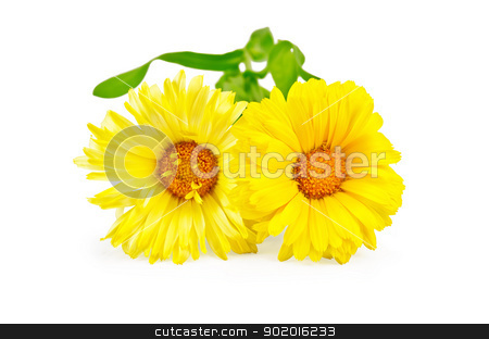 To use this stock image in your creative project, please select the size you need over to the right and click the "Add to Cart" button.
Your downloaded image will come with the Cutcaster watermark removed so don’t worry about the watermark you see on this page. Calendula yellow stock photo, Two yellow calendula with green leaves isolated on white background by rezkrr
