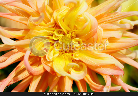 To use this stock image in your creative project, please select the size you need over to the right and click the "Add to Cart" button.
Your downloaded image will come with the Cutcaster watermark removed so don’t worry about the watermark you see on this page. Yellow Dahlia Macro stock photo, Close up of a Yellow and Red Dahlia with wild petals by bobkeenan
