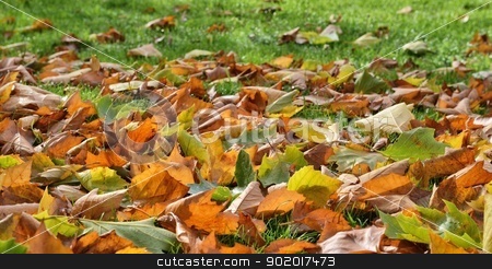 To use this stock image in your creative project, please select the size you need over to the right and click the "Add to Cart" button.
Your downloaded image will come with the Cutcaster watermark removed so don’t worry about the watermark you see on this page. Autumn Leaves stock photo, Autumn leaves of a sycamore tree by Volker Pape