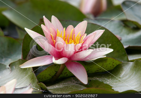 To use this stock image in your creative project, please select the size you need over to the right and click the "Add to Cart" button.
Your downloaded image will come with the Cutcaster watermark removed so don’t worry about the watermark you see on this page. waterlily stock photo, Detail of the waterlilly - water flower by Siloto