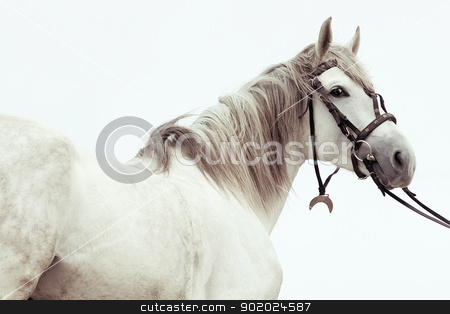 To use this stock image in your creative project, please select the size you need over to the right and click the "Add to Cart" button.
Your downloaded image will come with the Cutcaster watermark removed so don’t worry about the watermark you see on this page. Stallion stock photo, Beautiful Tersk stallion against sky by Yulia Chupina