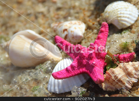 To use this stock image in your creative project, please select the size you need over to the right and click the "Add to Cart" button.
Your downloaded image will come with the Cutcaster watermark removed so don’t worry about the watermark you see on this page. Pink starfish and shells on the beach stock photo, Sea time composition: pink starfish on the beach by Tatiana Mihaliova