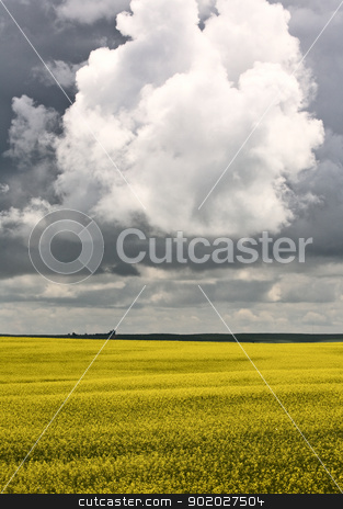 To use this stock image in your creative project, please select the size you need over to the right and click the "Add to Cart" button.
Your downloaded image will come with the Cutcaster watermark removed so don’t worry about the watermark you see on this page. Storm Clouds Saskatchewan stock photo, Storm Clouds Saskatchewan Canola field yellow color by Mark Duffy