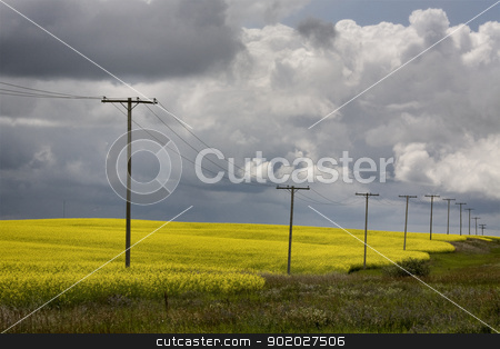 To use this stock image in your creative project, please select the size you need over to the right and click the "Add to Cart" button.
Your downloaded image will come with the Cutcaster watermark removed so don’t worry about the watermark you see on this page. Storm Clouds Saskatchewan stock photo, Storm Clouds Saskatchewan Canola field yellow color by Mark Duffy