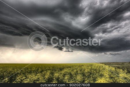 To use this stock image in your creative project, please select the size you need over to the right and click the "Add to Cart" button.
Your downloaded image will come with the Cutcaster watermark removed so don’t worry about the watermark you see on this page. Storm Clouds Saskatchewan stock photo, Storm Clouds Saskatchewan yellow bright canola field by Mark Duffy