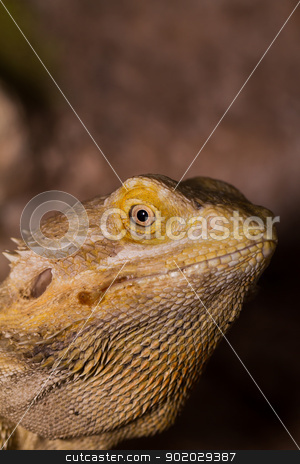 To use this stock image in your creative project, please select the size you need over to the right and click the "Add to Cart" button.
Your downloaded image will come with the Cutcaster watermark removed so don’t worry about the watermark you see on this page. Bearded dragons stock photo, Close-up of Bearded dragons eye (Pogona vitticeps) by Jozsef Demeter