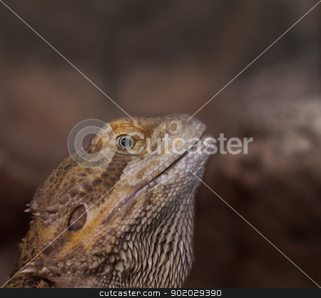 To use this stock image in your creative project, please select the size you need over to the right and click the "Add to Cart" button.
Your downloaded image will come with the Cutcaster watermark removed so don’t worry about the watermark you see on this page. Close-up of Bearded dragons eye (Pogona vitticeps) stock photo, Close-up of Bearded dragons eye (Pogona vitticeps) by Jozsef Demeter