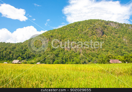To use this stock image in your creative project, please select the size you need over to the right and click the "Add to Cart" button.
Your downloaded image will come with the Cutcaster watermark removed so don’t worry about the watermark you see on this page. Landscape stock photo, beautiful of nature. by iroomm