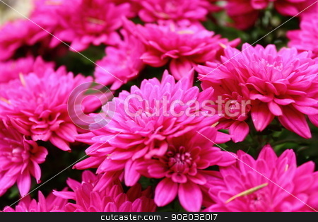 To use this stock image in your creative project, please select the size you need over to the right and click the "Add to Cart" button.
Your downloaded image will come with the Cutcaster watermark removed so don’t worry about the watermark you see on this page. detail of pink chrysanthemum stock photo, detail of pink beautiful colored chrysanthemum bouquet by coroiu octavian