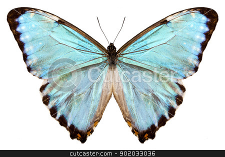 To use this stock image in your creative project, please select the size you need over to the right and click the "Add to Cart" button.
Your downloaded image will come with the Cutcaster watermark removed so don’t worry about the watermark you see on this page. blue butterfly species Morpho portis thamyris stock photo, butterfly species Morpho portis thamyris isolated on white background by paulrommer