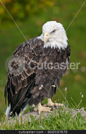 To use this stock image in your creative project, please select the size you need over to the right and click the "Add to Cart" button.
Your downloaded image will come with the Cutcaster watermark removed so don’t worry about the watermark you see on this page. bald eagle in sitting position stock photo, bald eagle sitting on rock in front of green shrubsba by Ulrich Schade