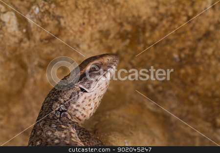 To use this stock image in your creative project, please select the size you need over to the right and click the "Add to Cart" button.
Your downloaded image will come with the Cutcaster watermark removed so don’t worry about the watermark you see on this page. Varanus exanthematicus, savannah monitor lizards stock photo, Savannah monitor lizards ( Varanus exanthematicus ) close-up by Jozsef Demeter