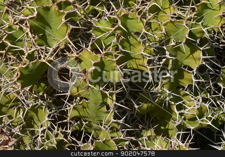 To use this stock image in your creative project, please select the size you need over to the right and click the "Add to Cart" button.
Your downloaded image will come with the Cutcaster watermark removed so don’t worry about the watermark you see on this page. Cactus texture/background. Some species of opuntia stock photo, Cactus texture/background. Some species of opuntia. Jardin de Cactus, Lanzarote, Canary Islands, Spain. by Kaja Twardy