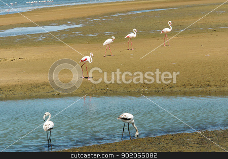 To use this stock image in your creative project, please select the size you need over to the right and click the "Add to Cart" button.
Your downloaded image will come with the Cutcaster watermark removed so don’t worry about the watermark you see on this page. Groupe of flamingos stock photo, Groupe of flamingos at a lake in South Africa by Lacroix
