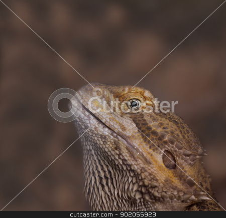 To use this stock image in your creative project, please select the size you need over to the right and click the "Add to Cart" button.
Your downloaded image will come with the Cutcaster watermark removed so don’t worry about the watermark you see on this page. Close-up of Bearded dragons eye (Pogona vitticeps) stock photo, Close-up of Bearded dragons eye (Pogona vitticeps) by Jozsef Demeter