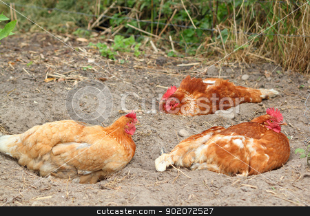 To use this stock image in your creative project, please select the size you need over to the right and click the "Add to Cart" button.
Your downloaded image will come with the Cutcaster watermark removed so don’t worry about the watermark you see on this page. chicken stock photo, three chicken bathing in sand by Torsten Lorenz