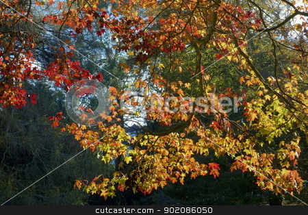 To use this stock image in your creative project, please select the size you need over to the right and click the "Add to Cart" button.
Your downloaded image will come with the Cutcaster watermark removed so don’t worry about the watermark you see on this page. Colorful autumn fall tree leaves. stock photo, Colorful autumn fall tree leaves. by Stephen Rees