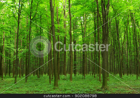 To use this stock image in your creative project, please select the size you need over to the right and click the "Add to Cart" button.
Your downloaded image will come with the Cutcaster watermark removed so don’t worry about the watermark you see on this page. forest stock photo, Early morning sun in the forest by Vitaliy Pakhnyushchyy