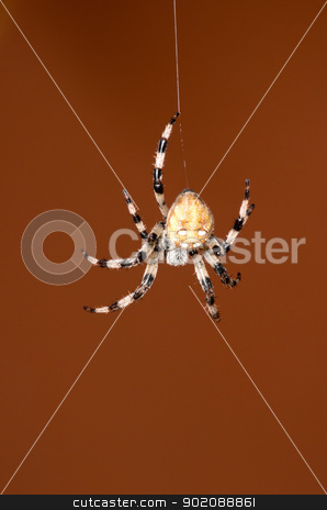 To use this stock image in your creative project, please select the size you need over to the right and click the "Add to Cart" button.
Your downloaded image will come with the Cutcaster watermark removed so don’t worry about the watermark you see on this page. spider stock photo, spider on a red background by Vitaliy Pakhnyushchyy