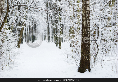 To use this stock image in your creative project, please select the size you need over to the right and click the "Add to Cart" button.
Your downloaded image will come with the Cutcaster watermark removed so don’t worry about the watermark you see on this page. winter forest stock photo, beautiful winter forest and the road by Vitaliy Pakhnyushchyy