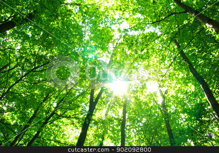 To use this stock image in your creative project, please select the size you need over to the right and click the "Add to Cart" button.
Your downloaded image will come with the Cutcaster watermark removed so don’t worry about the watermark you see on this page. forest stock photo, Early morning sun in the forest by Vitaliy Pakhnyushchyy