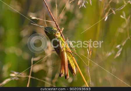 To use this stock image in your creative project, please select the size you need over to the right and click the "Add to Cart" button.
Your downloaded image will come with the Cutcaster watermark removed so don’t worry about the watermark you see on this page. Beautiful little grasshopper stock photo, Beautiful little grasshopper sits in the sun by Nikolay