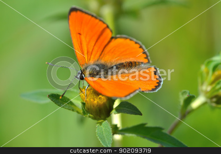 To use this stock image in your creative project, please select the size you need over to the right and click the "Add to Cart" button.
Your downloaded image will come with the Cutcaster watermark removed so don’t worry about the watermark you see on this page. Butterfly colias croceus stock photo, Butterfly (Colias tsrotseus) sitting on a flower by Nikolay