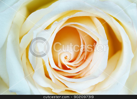 To use this stock image in your creative project, please select the size you need over to the right and click the "Add to Cart" button.
Your downloaded image will come with the Cutcaster watermark removed so don’t worry about the watermark you see on this page. white rose stock photo, macro of white rose with water drops by Vitaliy Pakhnyushchyy