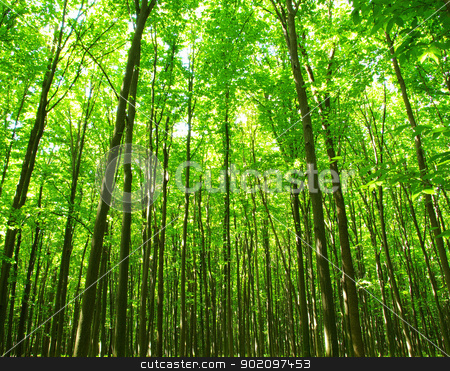 To use this stock image in your creative project, please select the size you need over to the right and click the "Add to Cart" button.
Your downloaded image will come with the Cutcaster watermark removed so don’t worry about the watermark you see on this page. nature stock photo, Early morning sun in the forest by Vitaliy Pakhnyushchyy