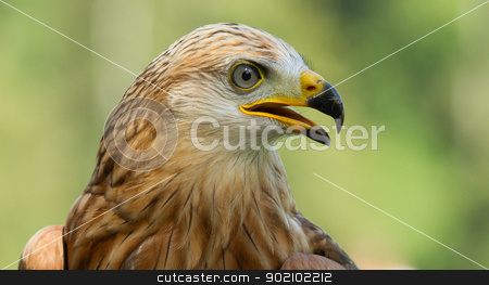 To use this stock image in your creative project, please select the size you need over to the right and click the "Add to Cart" button.
Your downloaded image will come with the Cutcaster watermark removed so don’t worry about the watermark you see on this page. A long-legged buzzard stock photo, A close-up of a long-legged buzzard by michaklootwijk