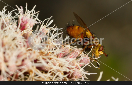 To use this stock image in your creative project, please select the size you need over to the right and click the "Add to Cart" button.
Your downloaded image will come with the Cutcaster watermark removed so don’t worry about the watermark you see on this page. A fly is sitting stock photo, A fly is sitting on pink flowers by michaklootwijk