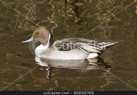 To use this stock image in your creative project, please select the size you need over to the right and click the "Add to Cart" button.
Your downloaded image will come with the Cutcaster watermark removed so don’t worry about the watermark you see on this page. Northern pintail drake swimming stock photo, Northern pintail drake swimming in still water by michaklootwijk