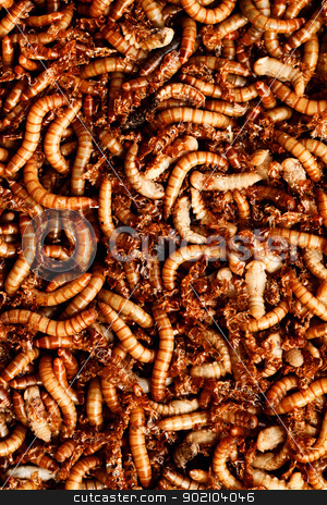 To use this stock image in your creative project, please select the size you need over to the right and click the "Add to Cart" button.
Your downloaded image will come with the Cutcaster watermark removed so don’t worry about the watermark you see on this page. mealworms stock photo, many ugly worms as background by Nneirda