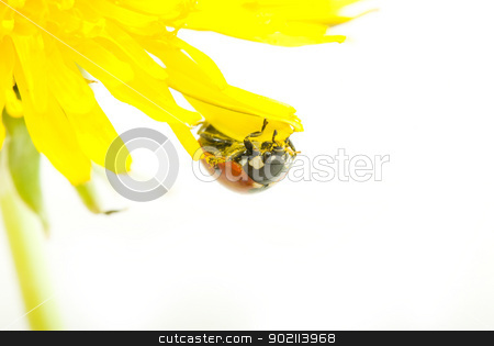 To use this stock image in your creative project, please select the size you need over to the right and click the "Add to Cart" button.
Your downloaded image will come with the Cutcaster watermark removed so don’t worry about the watermark you see on this page. ladybug stock photo, red ladybug on green grass isolated by Vitaliy Pakhnyushchyy