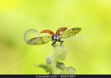 To use this stock image in your creative project, please select the size you need over to the right and click the "Add to Cart" button.
Your downloaded image will come with the Cutcaster watermark removed so don’t worry about the watermark you see on this page. red ladybug stock photo, red ladybug on green grass isolated on white by Vitaliy Pakhnyushchyy