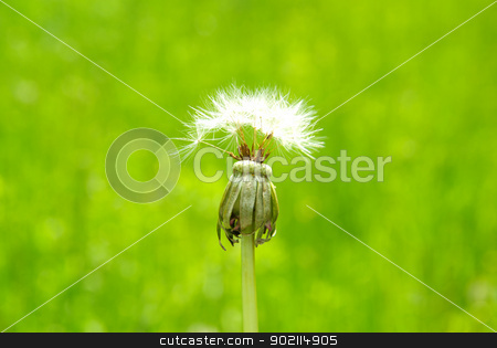 To use this stock image in your creative project, please select the size you need over to the right and click the "Add to Cart" button.
Your downloaded image will come with the Cutcaster watermark removed so don’t worry about the watermark you see on this page. dandelion stock photo, Close up of a dandelion on green by Vitaliy Pakhnyushchyy