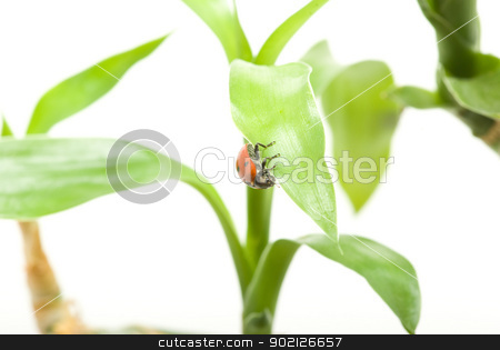 To use this stock image in your creative project, please select the size you need over to the right and click the "Add to Cart" button.
Your downloaded image will come with the Cutcaster watermark removed so don’t worry about the watermark you see on this page. ladybug stock photo, red ladybug on green grass isolated by Vitaliy Pakhnyushchyy