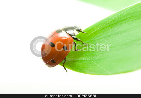 To use this stock image in your creative project, please select the size you need over to the right and click the "Add to Cart" button.
Your downloaded image will come with the Cutcaster watermark removed so don’t worry about the watermark you see on this page. ladybug stock photo, red ladybug on green grass isolated on white by Vitaliy Pakhnyushchyy