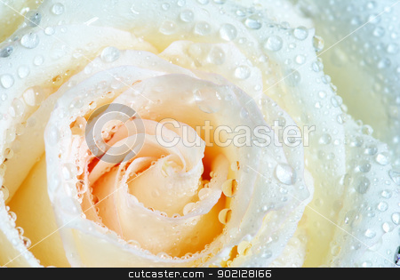 To use this stock image in your creative project, please select the size you need over to the right and click the "Add to Cart" button.
Your downloaded image will come with the Cutcaster watermark removed so don’t worry about the watermark you see on this page. white rose stock photo, macro of white rose with water drops by Vitaliy Pakhnyushchyy