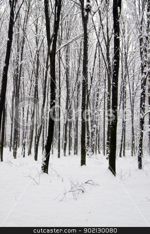 To use this stock image in your creative project, please select the size you need over to the right and click the "Add to Cart" button.
Your downloaded image will come with the Cutcaster watermark removed so don’t worry about the watermark you see on this page. forest stock photo, beautiful winter forest and the road by Vitaliy Pakhnyushchyy