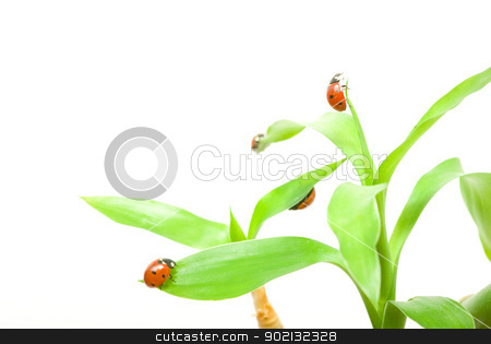 To use this stock image in your creative project, please select the size you need over to the right and click the "Add to Cart" button.
Your downloaded image will come with the Cutcaster watermark removed so don’t worry about the watermark you see on this page. ladybug stock photo, red ladybug on green grass isolated on white by Vitaliy Pakhnyushchyy