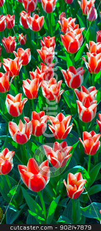 To use this stock image in your creative project, please select the size you need over to the right and click the "Add to Cart" button.
Your downloaded image will come with the Cutcaster watermark removed so don’t worry about the watermark you see on this page. flower tulips stock photo, Field red flower tulips background vertical. by Vladyslav Danilin