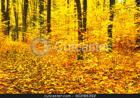 To use this stock image in your creative project, please select the size you need over to the right and click the "Add to Cart" button.
Your downloaded image will come with the Cutcaster watermark removed so don’t worry about the watermark you see on this page. autumn forest stock photo, autumn forest background in a sunny day by Vitaliy Pakhnyushchyy