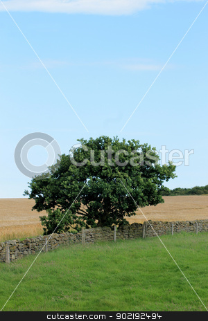 To use this stock image in your creative project, please select the size you need over to the right and click the "Add to Cart" button.
Your downloaded image will come with the Cutcaster watermark removed so don’t worry about the watermark you see on this page. Lone tree and dry stone wall stock photo, Lone tree and dry stone wall in English countryside. by Martin Crowdy