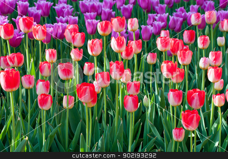 To use this stock image in your creative project, please select the size you need over to the right and click the "Add to Cart" button.
Your downloaded image will come with the Cutcaster watermark removed so don’t worry about the watermark you see on this page. spring tulips stock photo, spring tulips green flower background by Vladyslav Danilin
